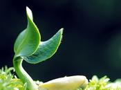 Affamare popolo prima vegani”