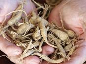 proprietà benefiche ginseng