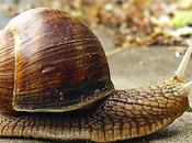 CHERASCO (CN). giovedì, quattro giorni festeggiare lumaca: campo piatto nella capitale italiana della lumaca.