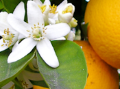 L'arancio sonni irrequieti Salute