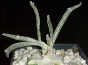Astrophytum “caput-medusae”