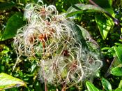 Clematis, fiore Bach concentrazione, sonno l'ansia Salute