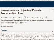 parassita intestinale Ascaris suum produce morfina