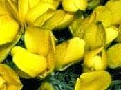 Gorse, fiore Bach deve ritrovare luce