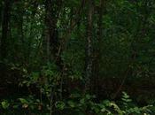 richiamo della foresta
