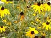 Rudbeckia