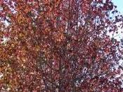 Liquidambar stryraciflua