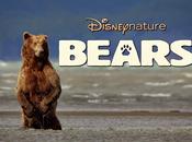 Bears, Daniza salmone