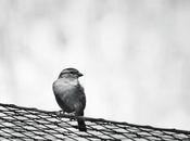 foto animate Julien Douvier