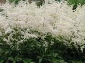 Astilbe