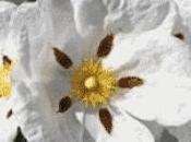 Ladano Trascinati onda sensi