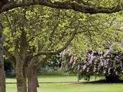 Alberi crescita rapida