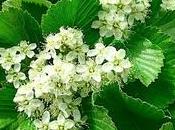 Viburnum lantana