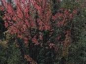 L’autunno stato d’animo