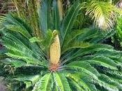 Cycas pianta