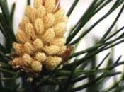 Pino Pine, fiore Bach sente perennemente colpa