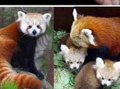 Panda rosso panda minore