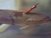 Crudeltà sugli animali. Foto shock: trota sopravvive coltellino svizzero nella schiena