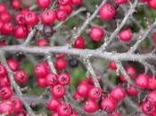 Cotoneaster