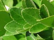 Alloro Potenza della Chiaroveggenza