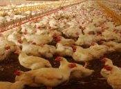 Troppi antibiotici negli allevamenti polli