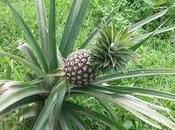 Piantare ananas