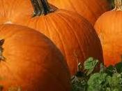 Vellutata zucca