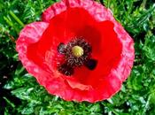 Papavero, dolci, alcuni infusi