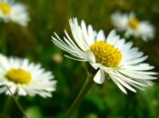 pratolina, insalate, decorazioni, infusi decotti