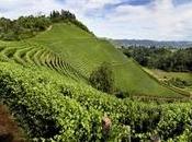 Langhe monferrato
