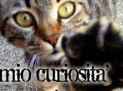 Curioso...come gatto