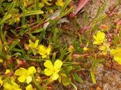 Hibbertia L'aiuto l'artrosi schiena