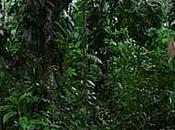 Floresta Jonathas (Jonatha's Forest)