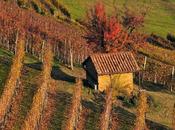 solo vino, valore aggiunto vigneto “made Italy” anche paesaggio: patrimonio miliardi l’anno