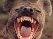 Piccole iene crescono