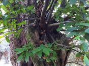 L'ulivo dell'accoglienza.