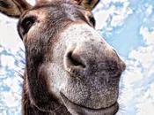 Mondo, morso ciuco, morto gatto, murare secco, nachero Parole verbi disuso