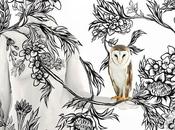 Birds Feather Collection