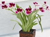 Miltonia Orchidea