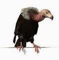 fidenza solo): avvoltoi hanno fame.