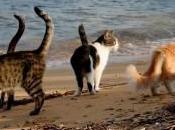 Luogo cuore della Sardegna: Spiaggia Colonia Felina Pallosu