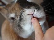 Lecca lecca!