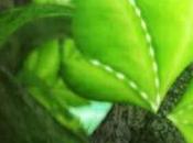 Bohm: alberi sospesi