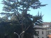 Alberi monumentali, cedro dell’Himalaya Vallerano (VT)
