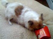 Coco (1995-2011)