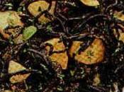 Pasta nero seppia patate bottarga