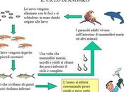 Precauzioni anti anisakis, mangiatori pesce crudo: state attenti!!