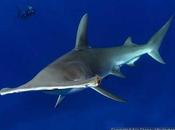 Seguita rotta grande squalo martello