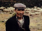 caciotta