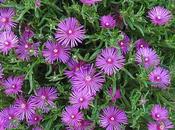 Delosperma cooperi, bella, facile resistente